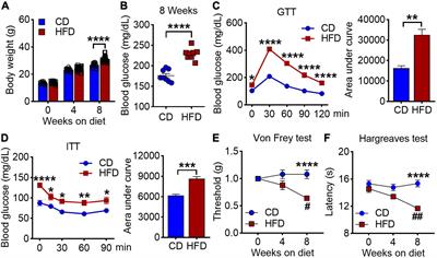 Obesity by High-Fat Diet Increases Pain Sensitivity by Reprogramming Branched-Chain Amino Acid Catabolism in Dorsal Root Ganglia
